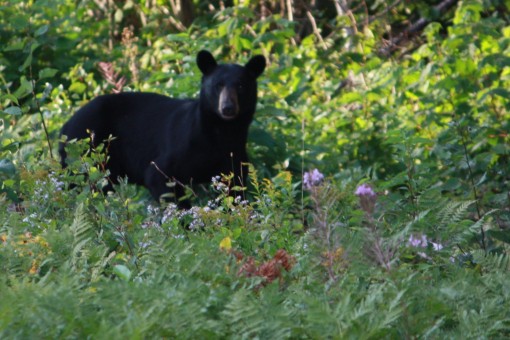 6 500 $ d’amendes pour chasses à l’ours illégales