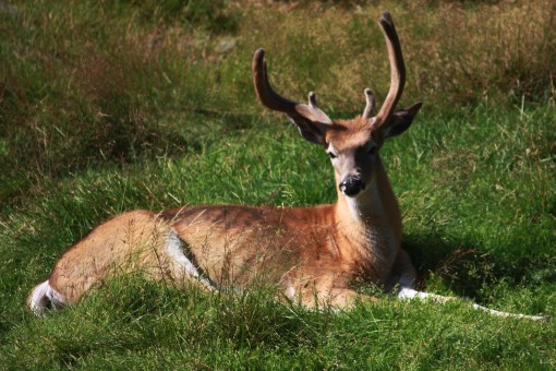 Two Men Fined $3,500 for Illegal Deer Hunt