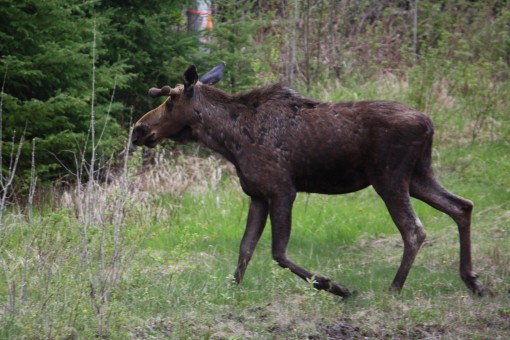 U.S. Resident Fined For Unlawfully Acquiring Bull Moose
