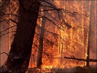Northeast Region Forest Fire Situation