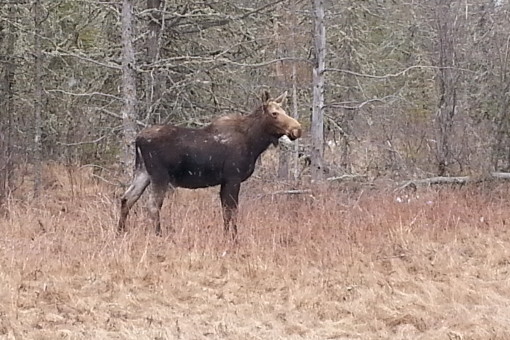 $5,500 in Fines for an Illegal Moose Hunt