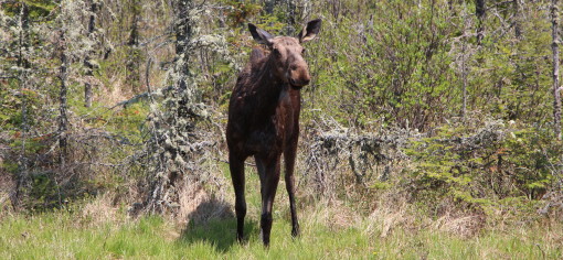 Ministry Seeks Public’s Help in Case of Shot and Abandoned Moose